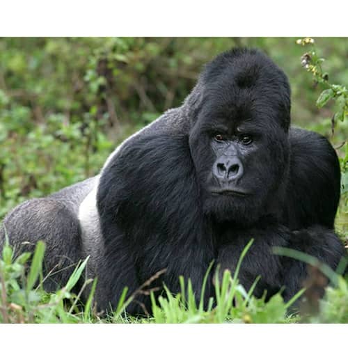 Mambo Gorilla Safaris Uganda