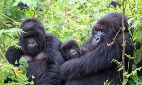 Mambo Gorilla Safaris