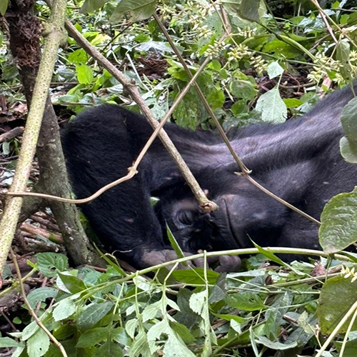 13 day Gorilla ,wildlife,Big five and chimpanzee  experience